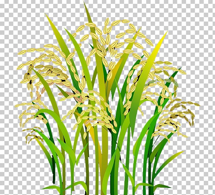 Detail Rice Plant Png Nomer 33