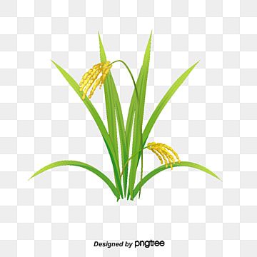 Detail Rice Plant Png Nomer 35