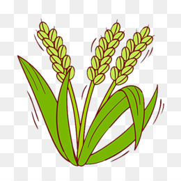 Detail Rice Plant Png Nomer 36