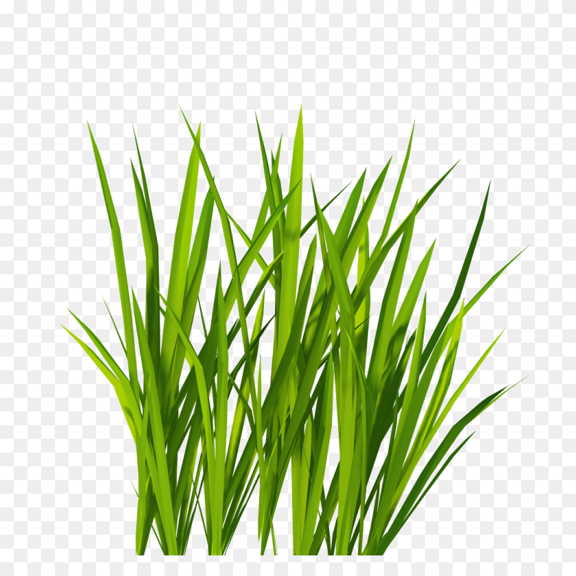 Detail Rice Plant Png Nomer 41