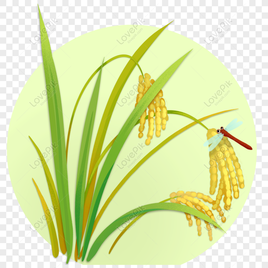 Detail Rice Plant Png Nomer 45