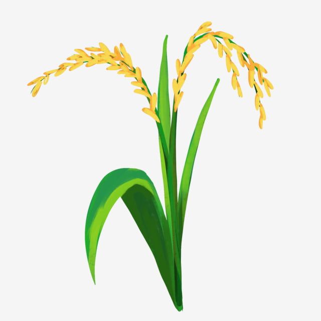 Detail Rice Plant Png Nomer 6