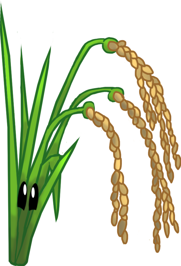 Detail Rice Plant Png Nomer 47