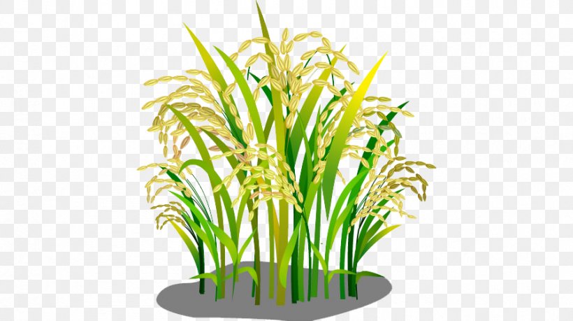 Detail Rice Plant Png Nomer 48