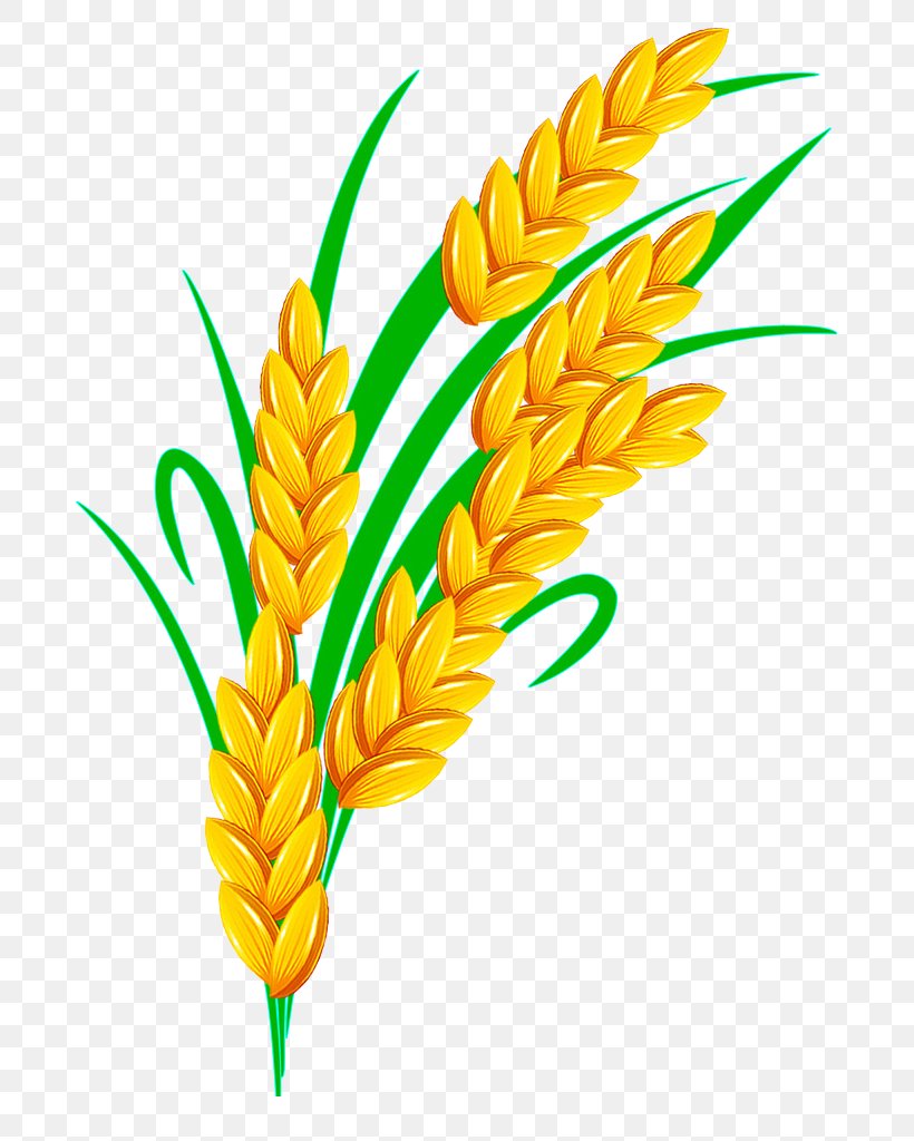 Rice Vector Png - KibrisPDR