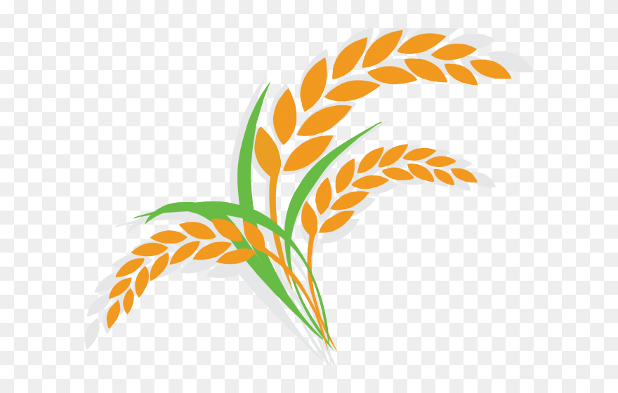 Detail Rice Vector Png Nomer 11