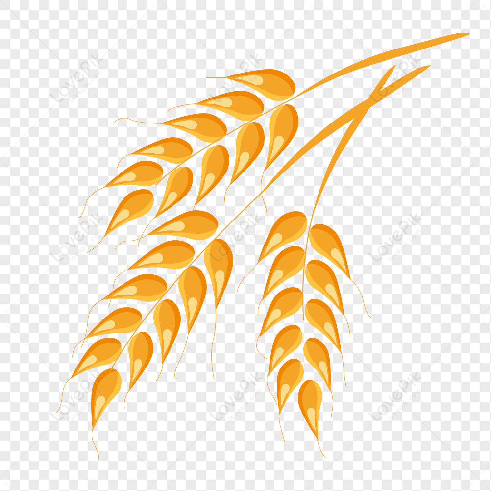 Detail Rice Vector Png Nomer 12