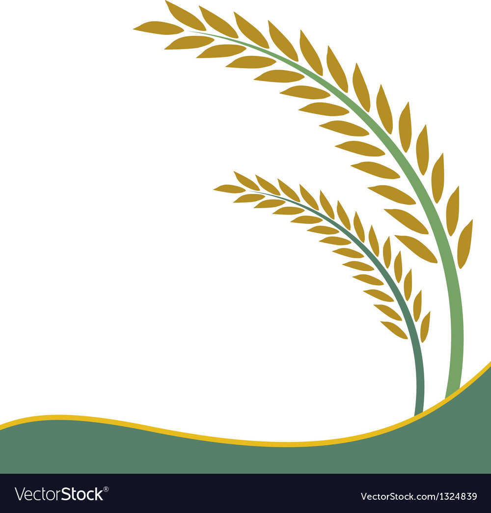 Detail Rice Vector Png Nomer 17