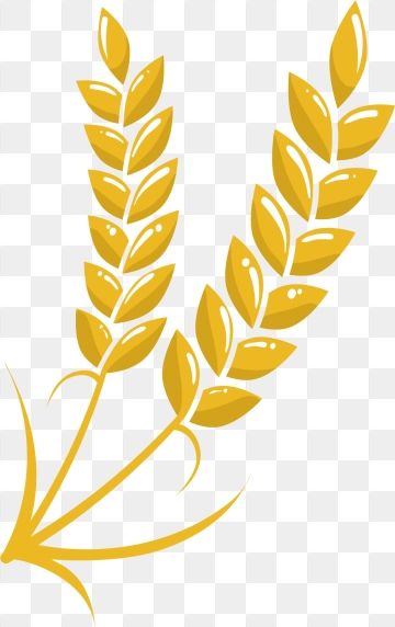 Detail Rice Vector Png Nomer 23