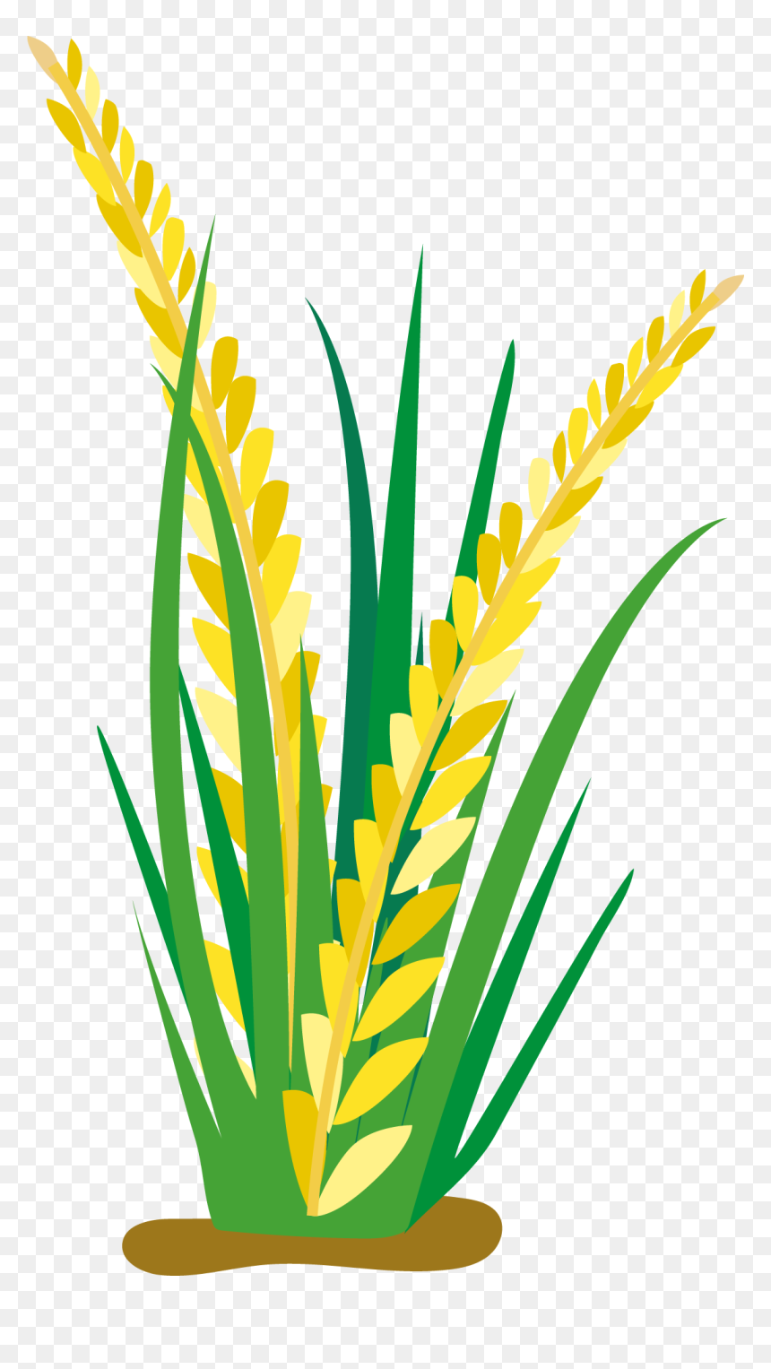 Detail Rice Vector Png Nomer 30