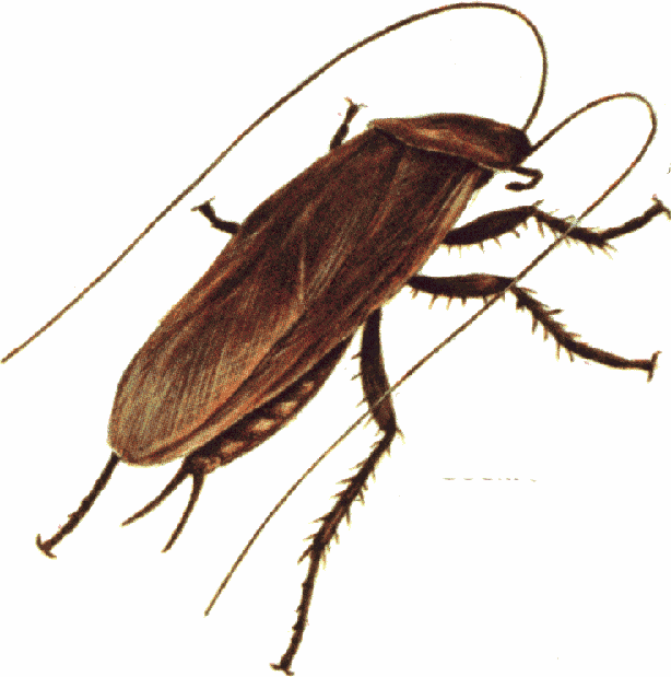 Detail Roach Clipart Nomer 11