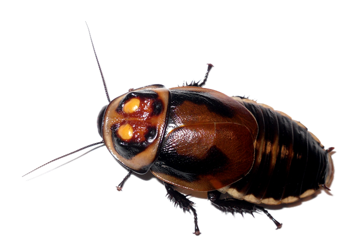 Detail Roach Clipart Nomer 20