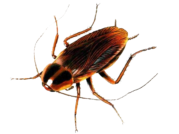 Detail Roach Clipart Nomer 24