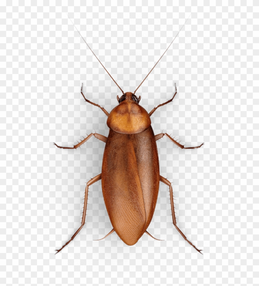Detail Roach Clipart Nomer 31