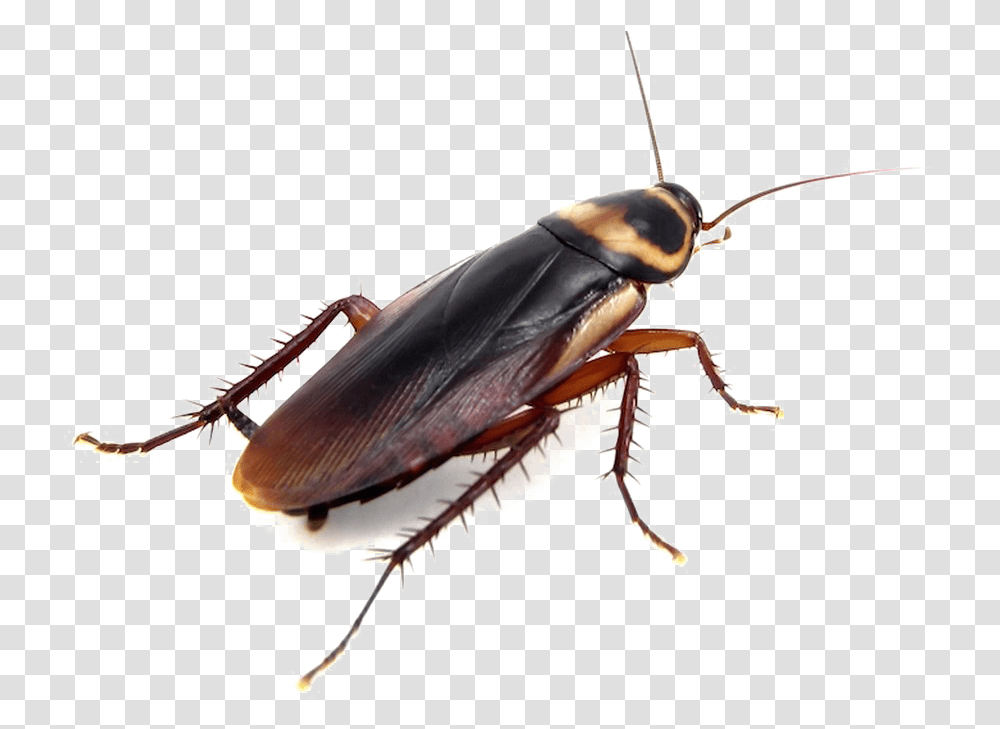 Detail Roach Clipart Nomer 32