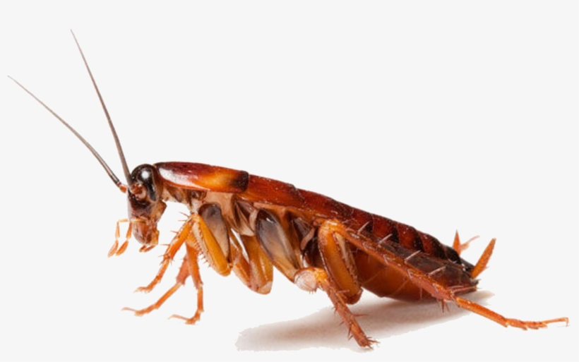 Detail Roach Clipart Nomer 33
