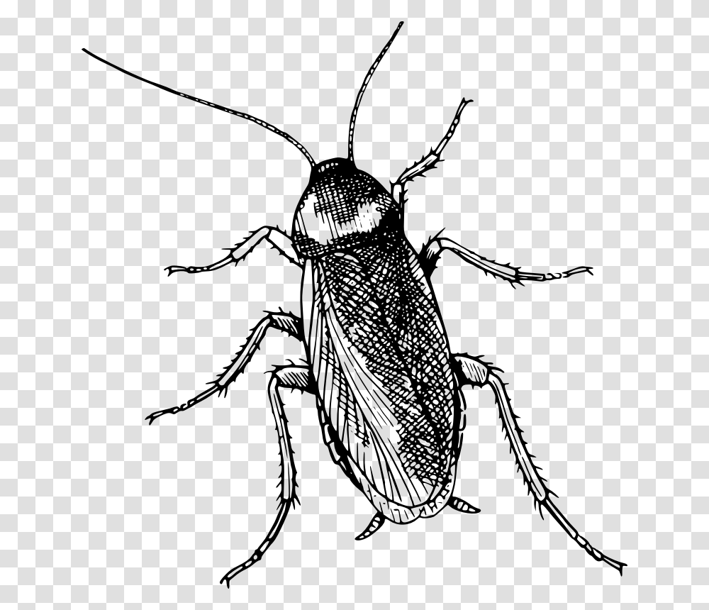 Detail Roach Clipart Nomer 36