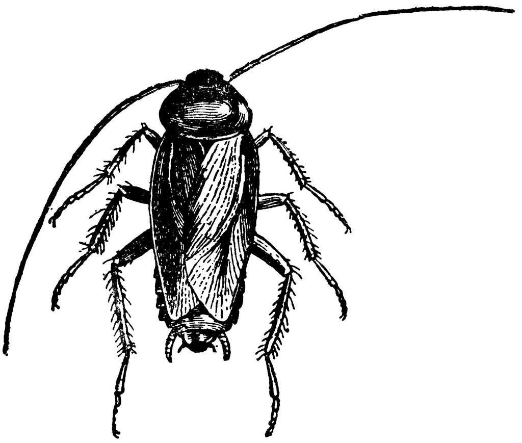 Detail Roach Clipart Nomer 44