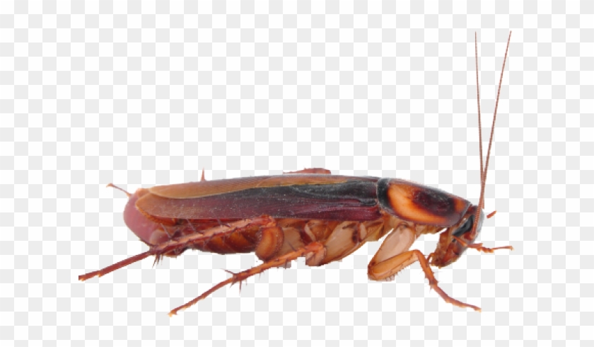 Detail Roach Clipart Nomer 47