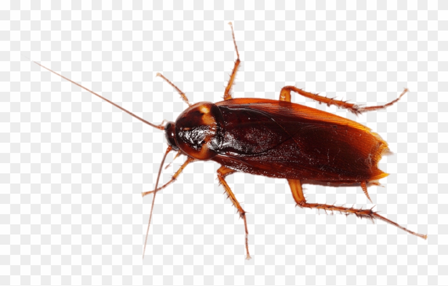 Detail Roach Clipart Nomer 50