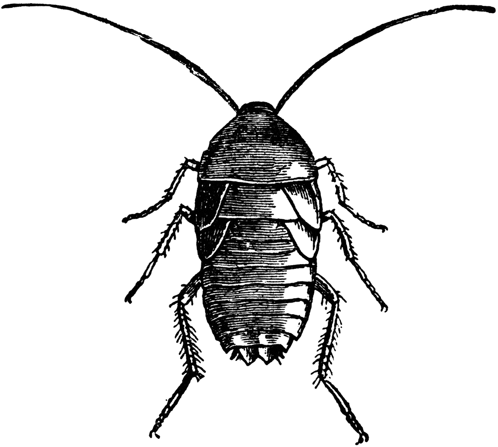 Detail Roach Clipart Nomer 52