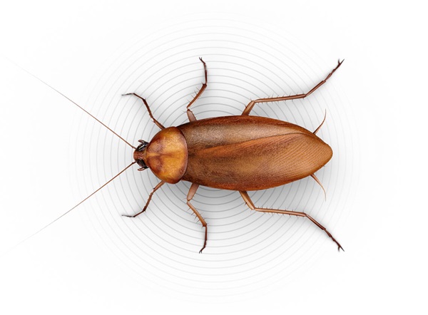 Roach Image - KibrisPDR