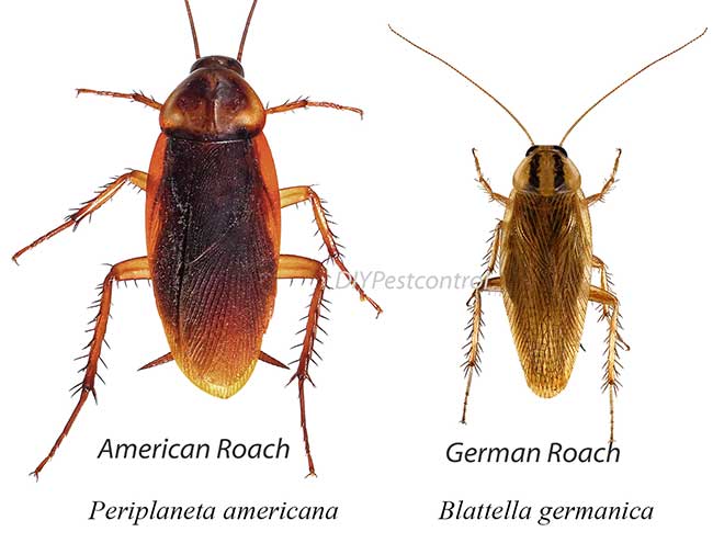 Detail Roach Image Nomer 8