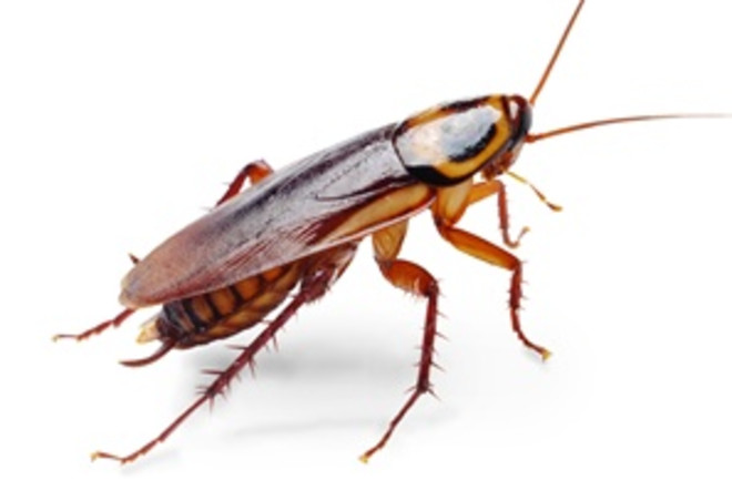 Detail Roach Image Nomer 11