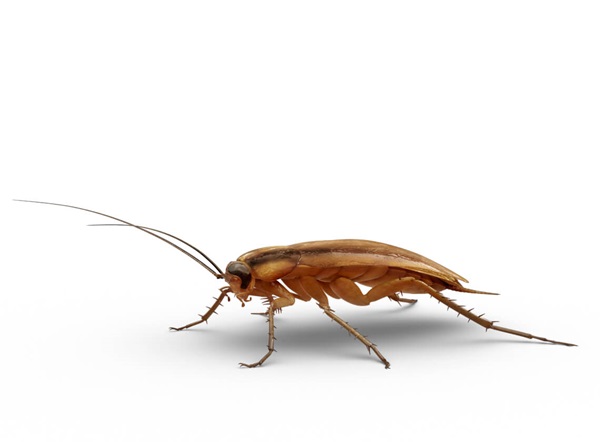 Detail Roach Image Nomer 12