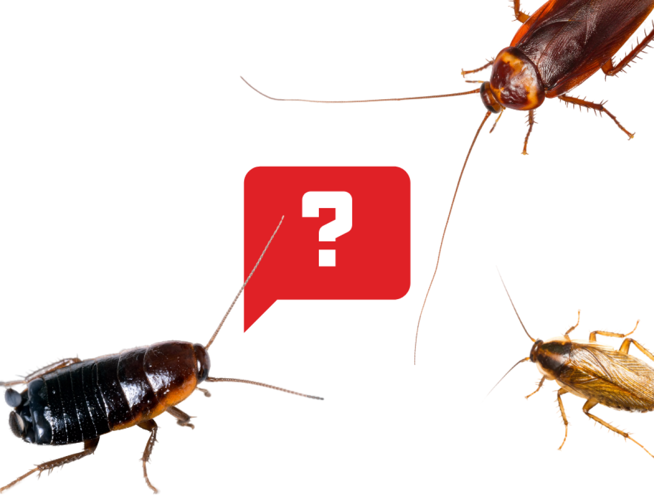 Detail Roach Image Nomer 13