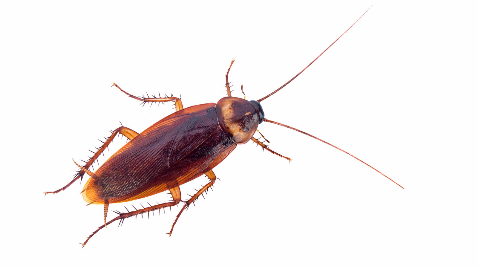 Detail Roach Image Nomer 15