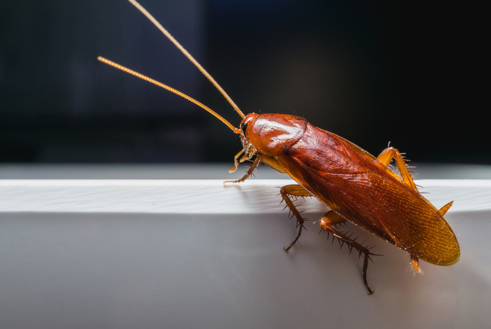 Detail Roach Image Nomer 16