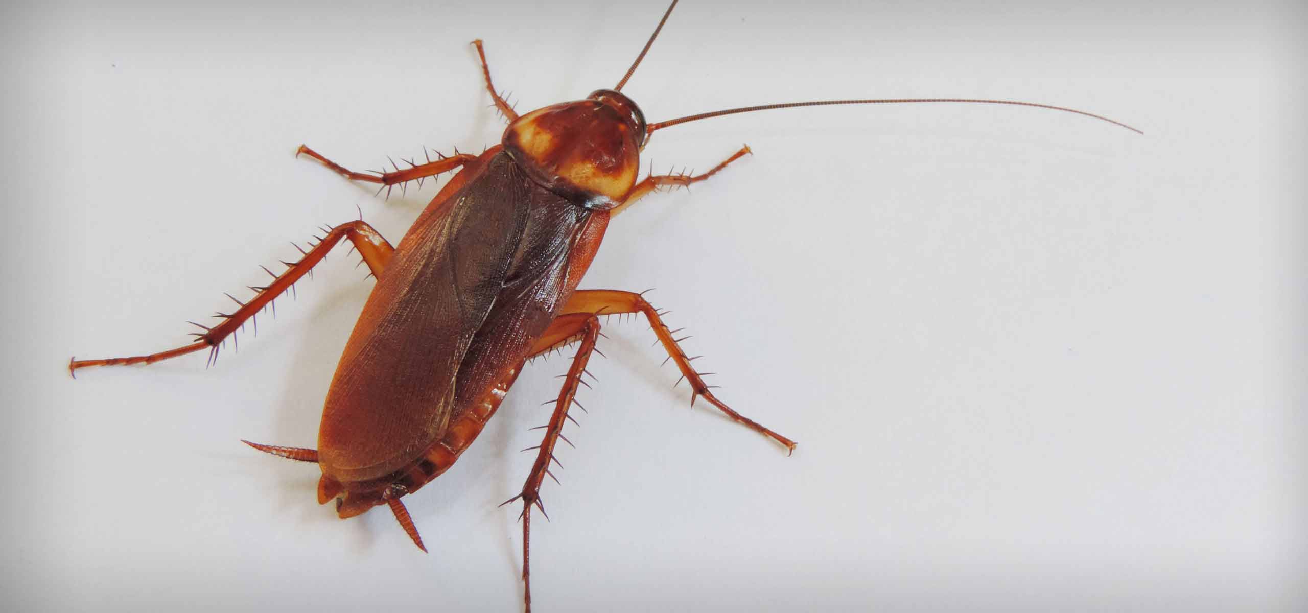 Detail Roach Image Nomer 17