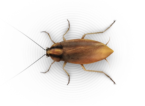 Detail Roach Image Nomer 18