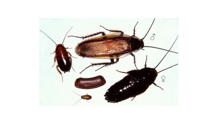 Detail Roach Image Nomer 19