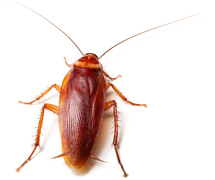 Detail Roach Image Nomer 21