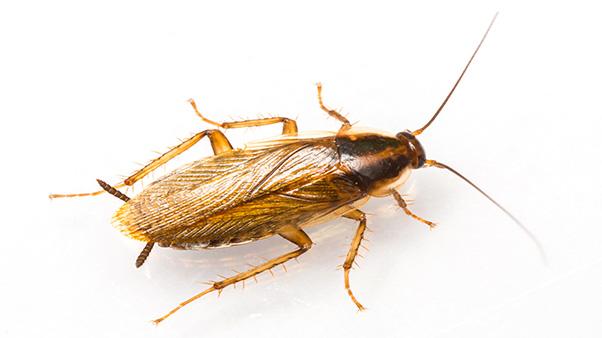 Detail Roach Image Nomer 23