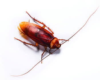 Detail Roach Image Nomer 2