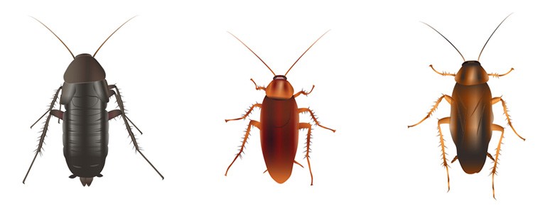 Detail Roach Image Nomer 24