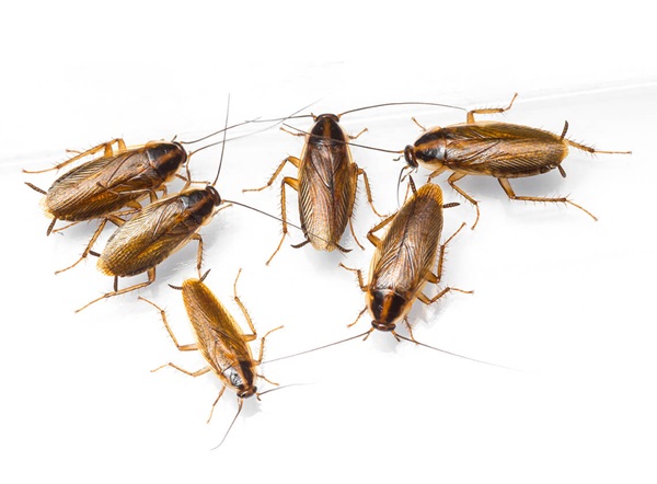 Detail Roach Image Nomer 25