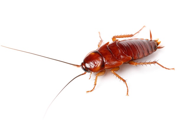 Detail Roach Image Nomer 26
