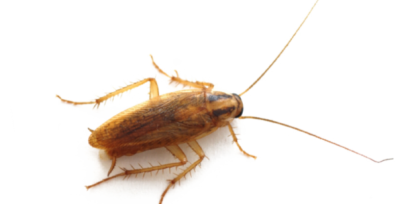 Detail Roach Image Nomer 27