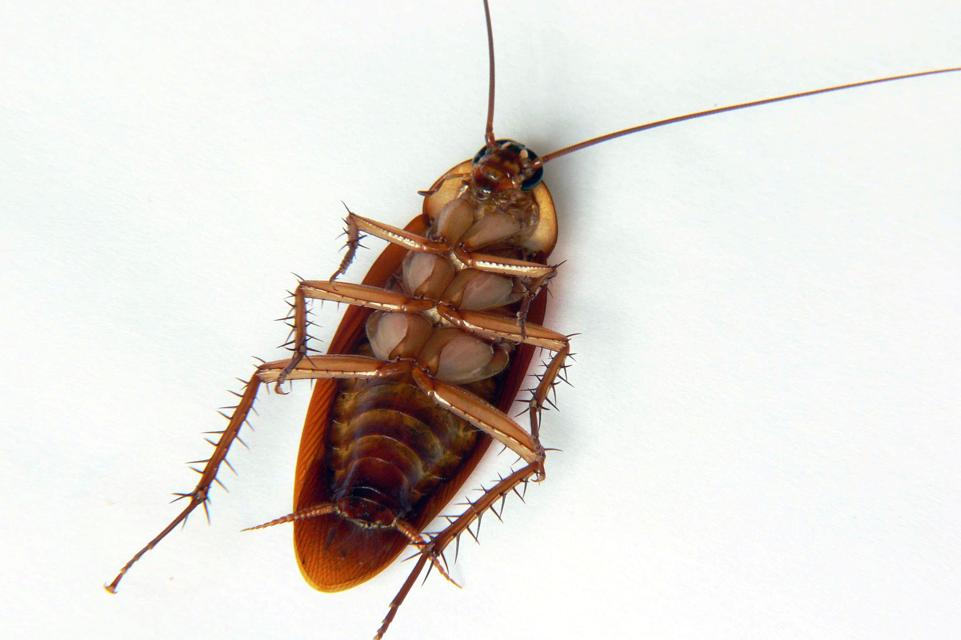 Detail Roach Image Nomer 28