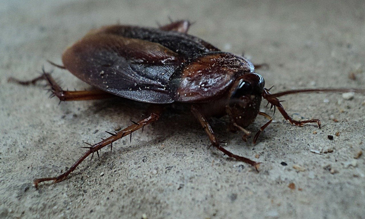 Detail Roach Image Nomer 30