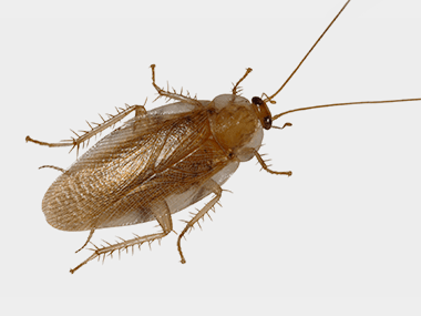 Detail Roach Image Nomer 31