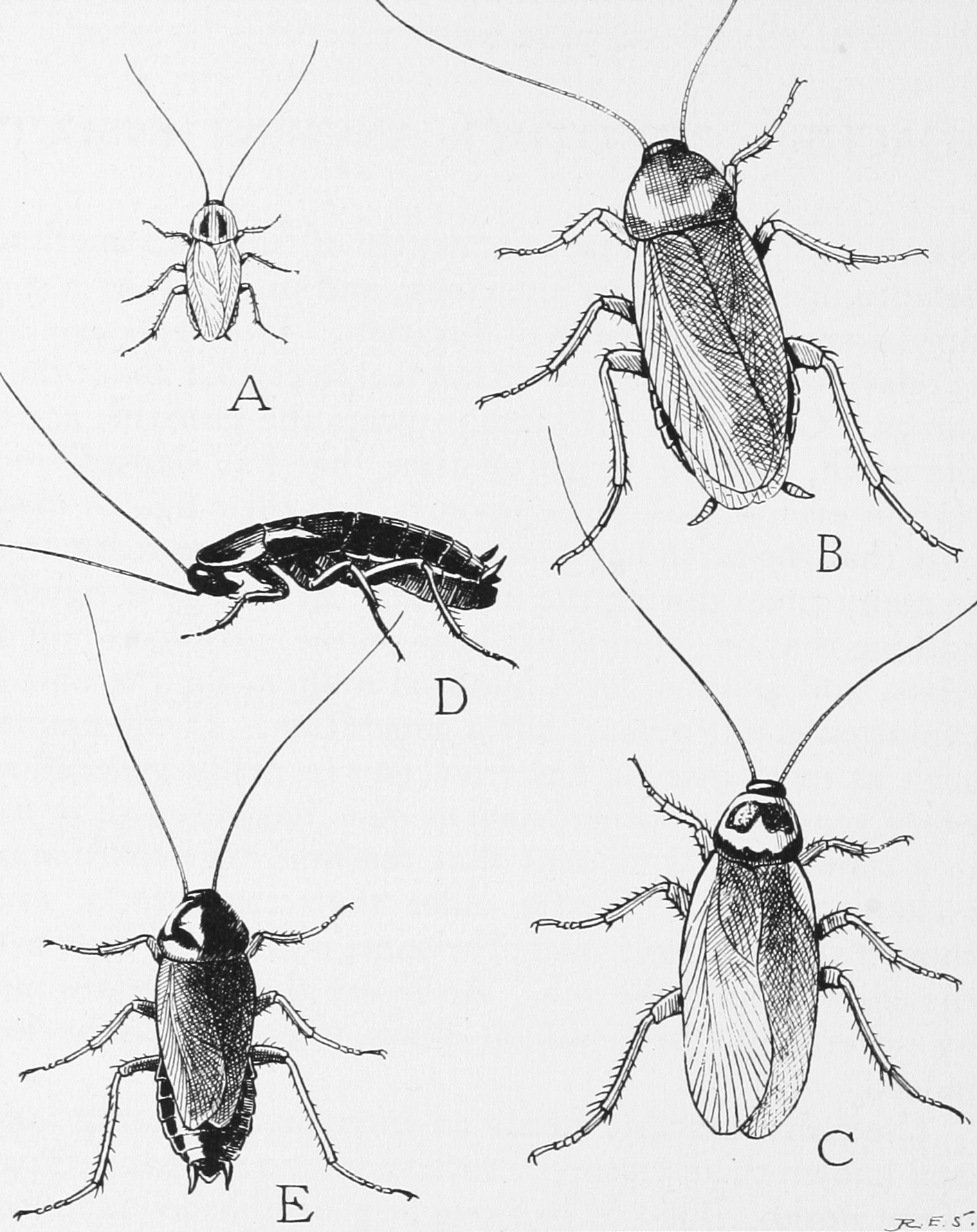 Detail Roach Image Nomer 32