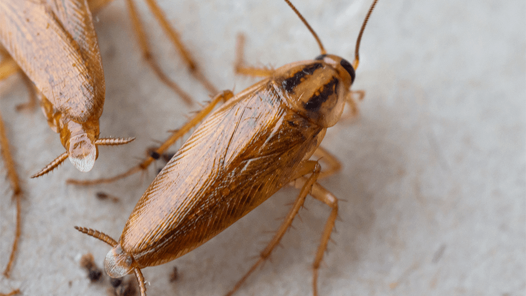 Detail Roach Image Nomer 3