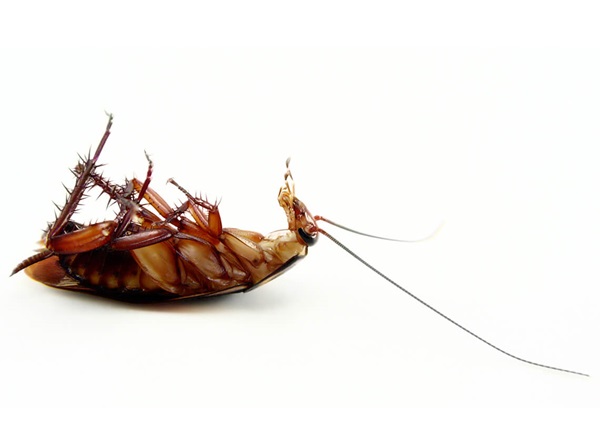 Detail Roach Image Nomer 33