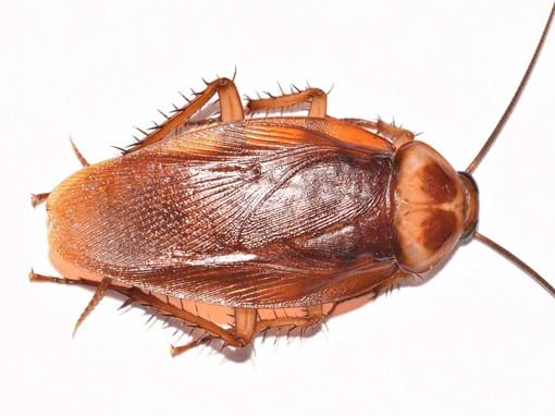 Detail Roach Image Nomer 35