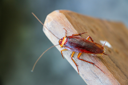 Detail Roach Image Nomer 36